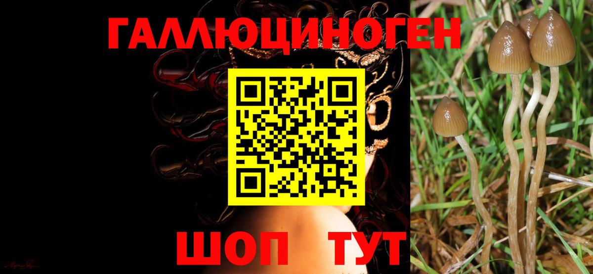 Псилоцибиновые грибы Psilocybe  Псилоцибиновые грибы GOLDEN TEACHER  Аксай  Вход с VPN 